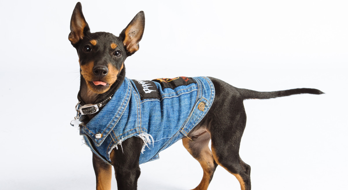 Laundromutt Professional Dog Groomers