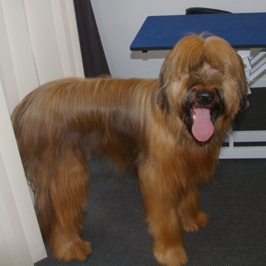 Laundromutt Professional Dog Groomers