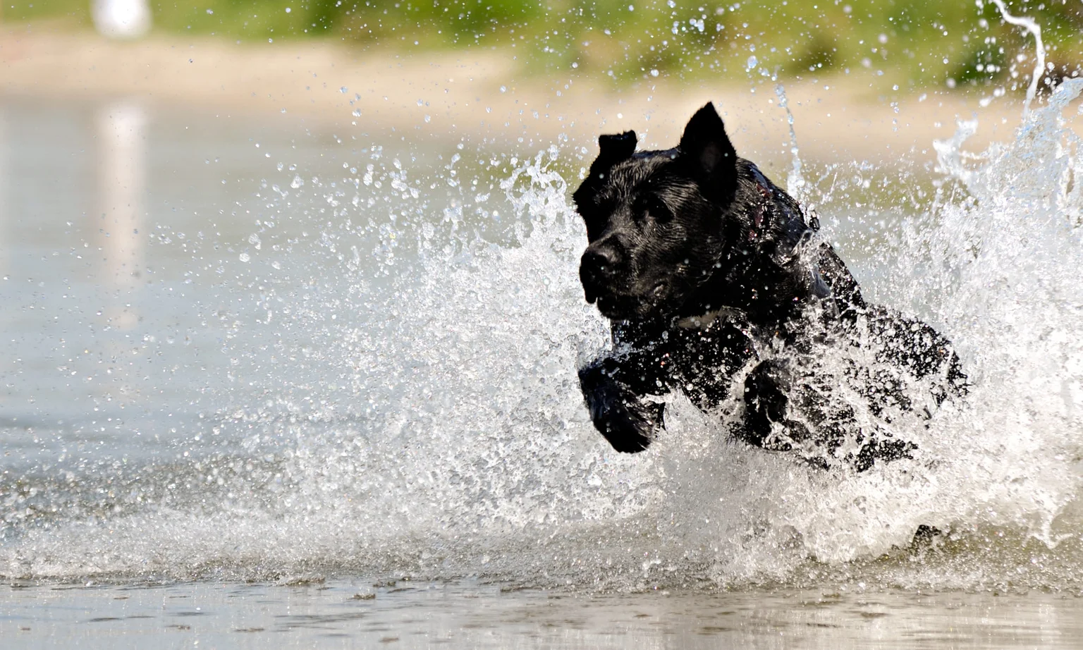 Laundromutt Professional Dog Groomers
